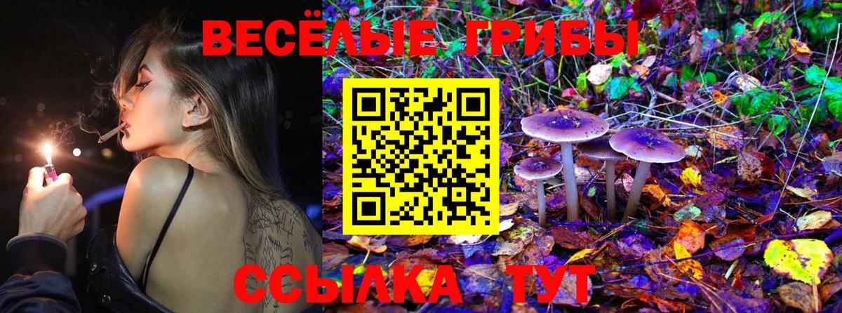 Галлюциногенные грибы Psilocybe Подольск